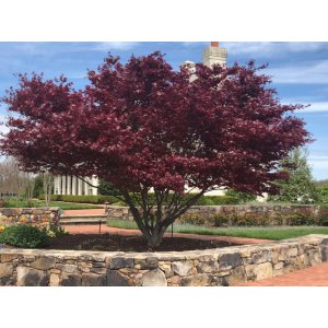 Javor dlaňolistý (Acer palmatum) ´BLOODGOOD´ výška 120-150 cm, kont. C15L 